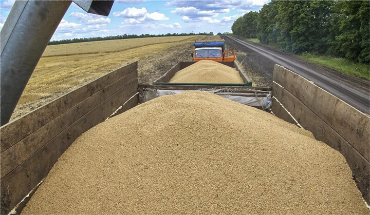 wheat exportations