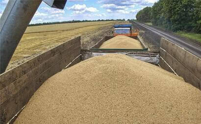 Drop in wheat exports in the United States
